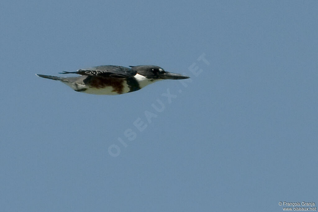 Belted Kingfisheradult