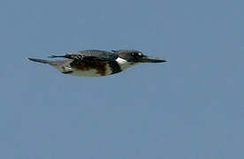 Belted Kingfisher