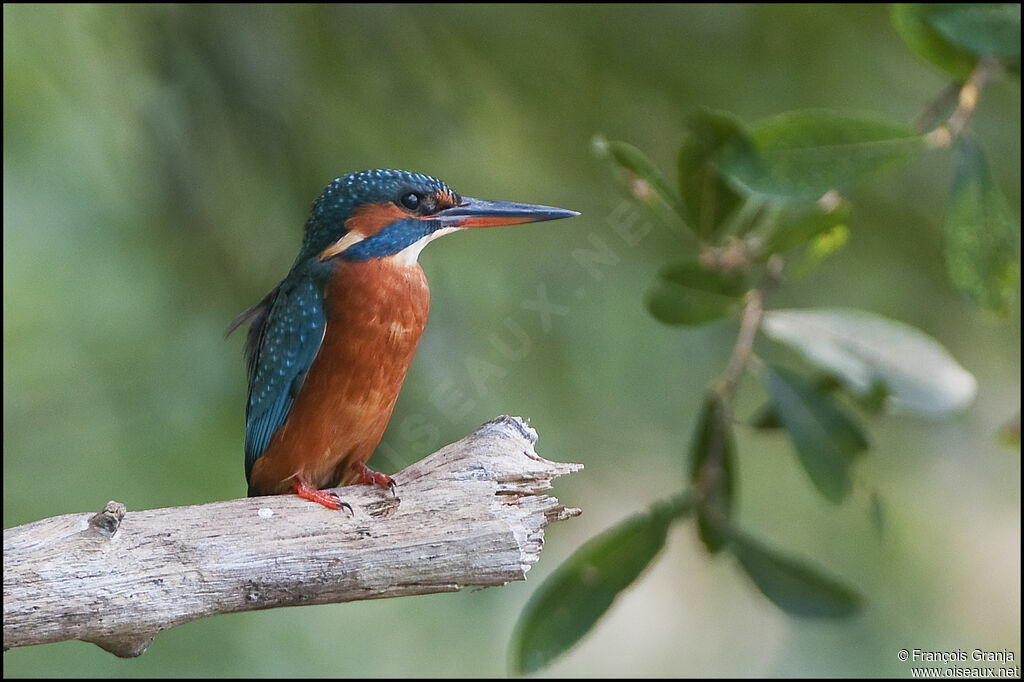 Common Kingfisher female adult