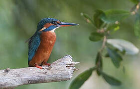 Common Kingfisher