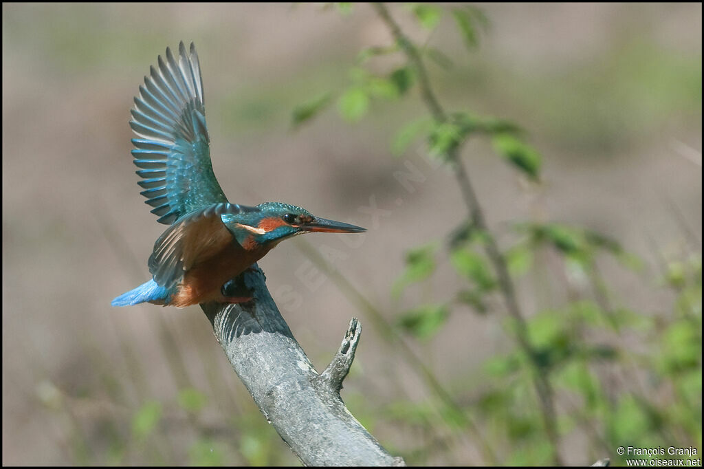 Common Kingfisher female adult