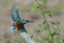 Common Kingfisher