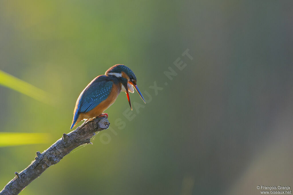 Common Kingfisher