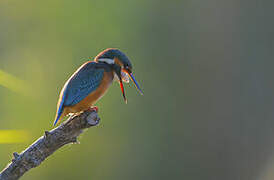 Common Kingfisher