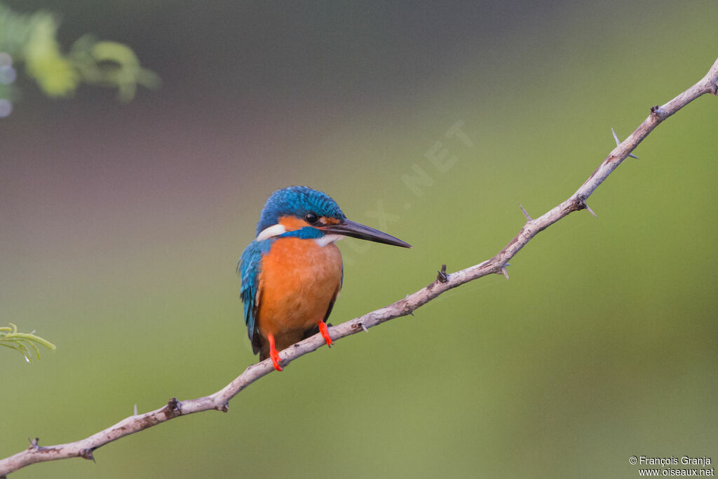 Common Kingfisher