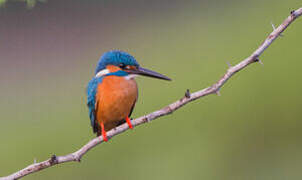 Common Kingfisher