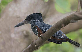 Giant Kingfisher