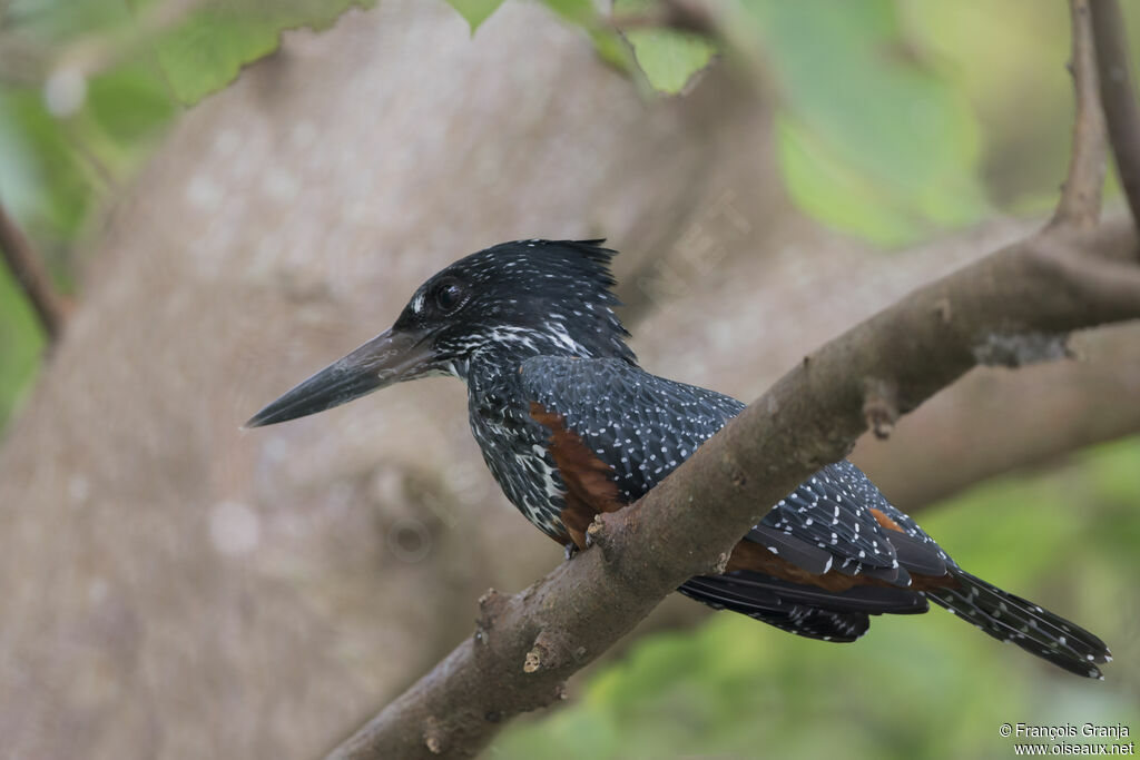 Giant Kingfisher