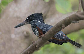 Giant Kingfisher