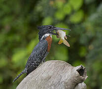 Giant Kingfisher