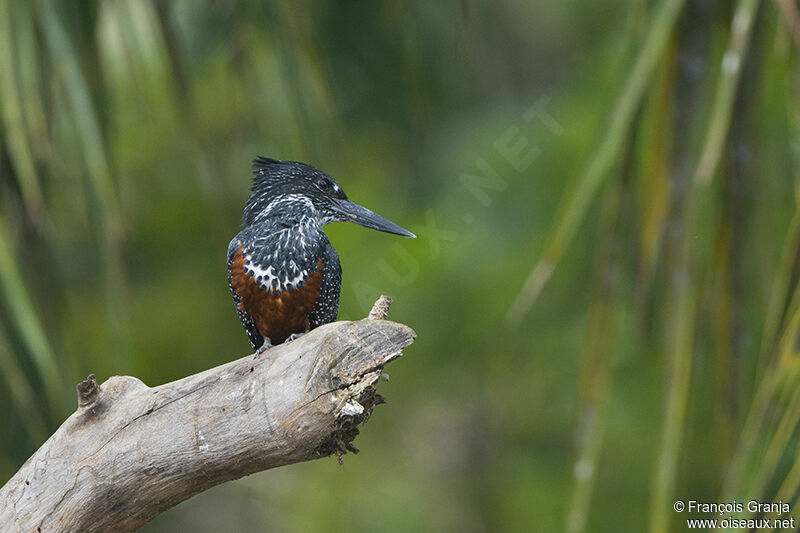 Giant Kingfisheradult