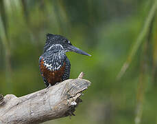 Giant Kingfisher