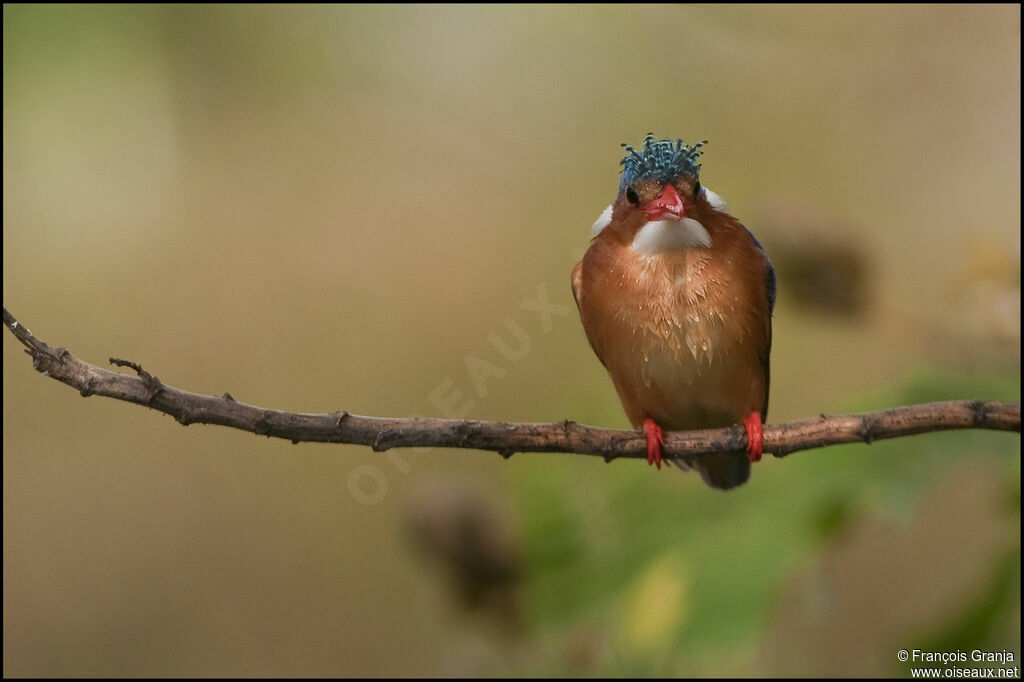 Malachite Kingfisher