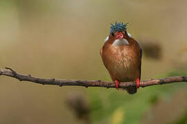 Malachite Kingfisher