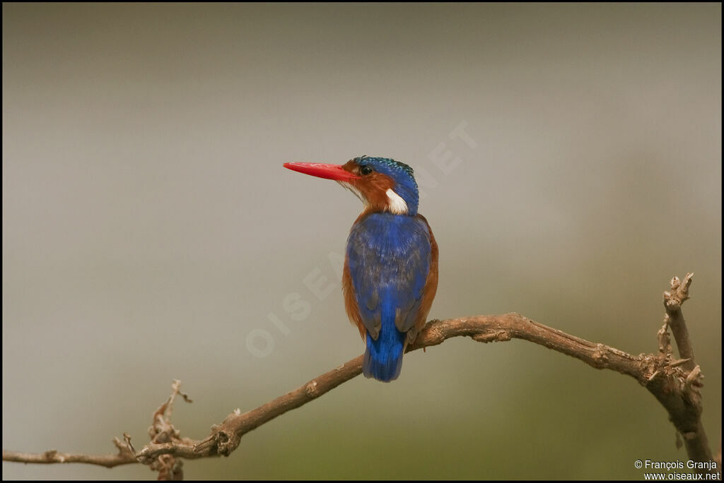 Malachite Kingfisher