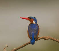 Malachite Kingfisher