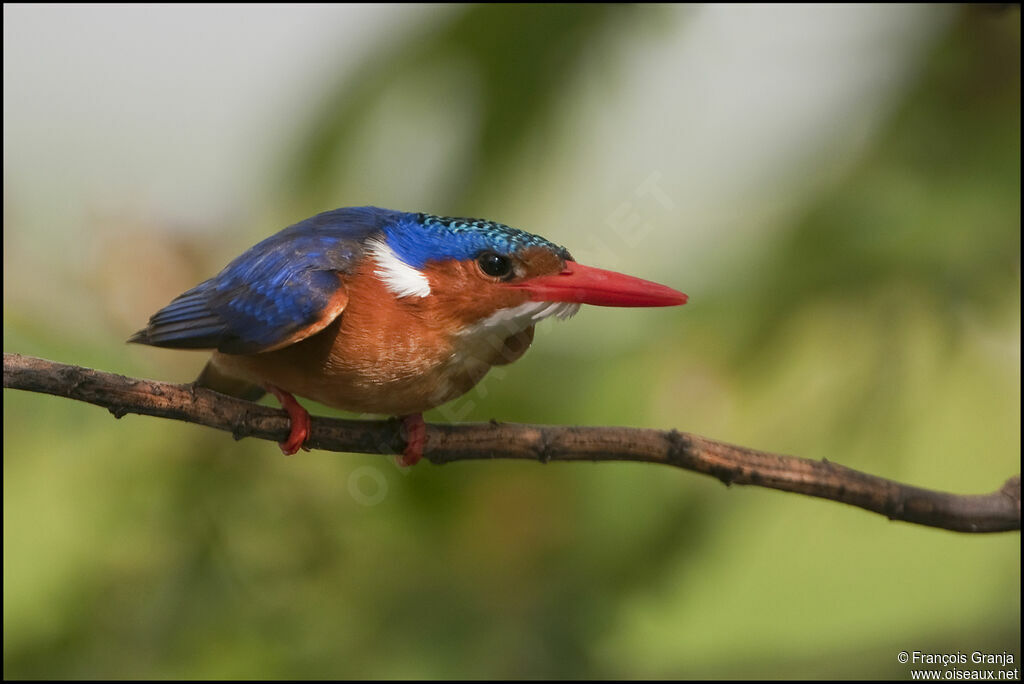 Malachite Kingfisheradult