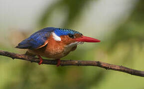 Malachite Kingfisher