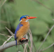 Malachite Kingfisher