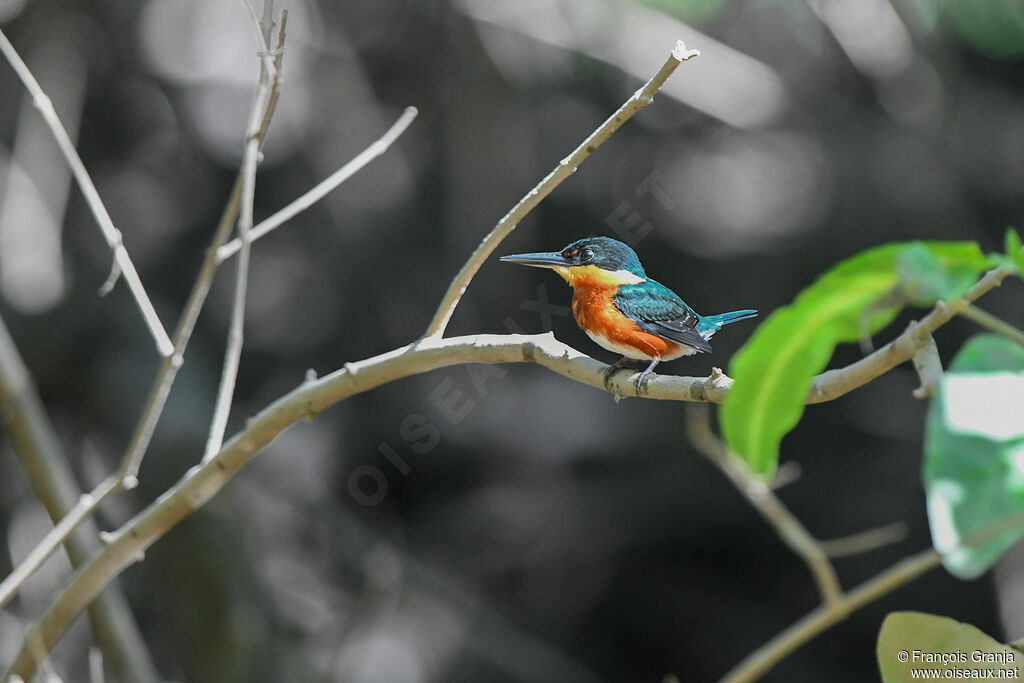 American Pygmy Kingfisher