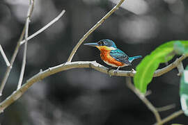 American Pygmy Kingfisher