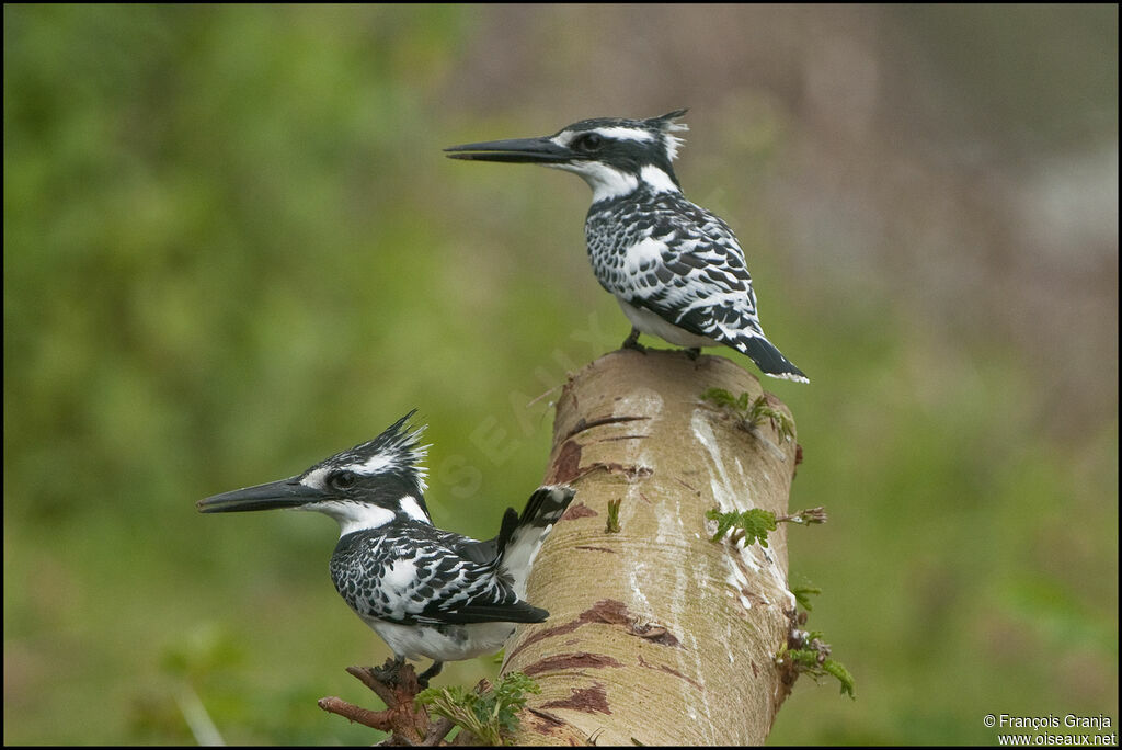 Pied Kingfisher 