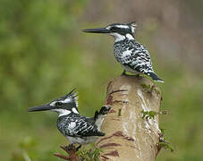 Pied Kingfisher