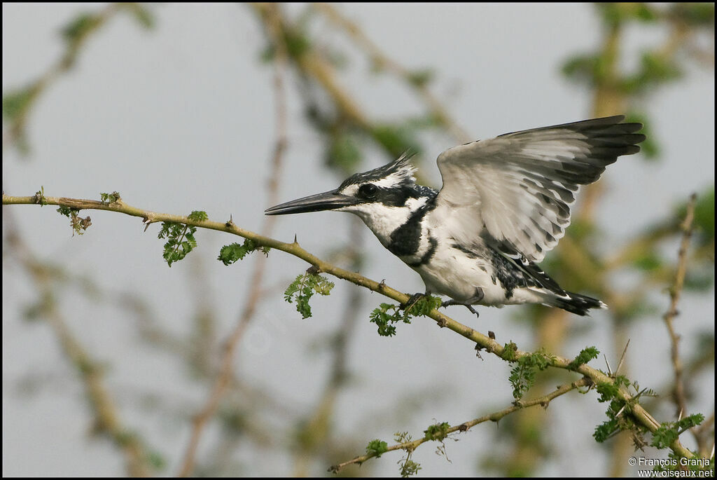 Pied Kingfisher