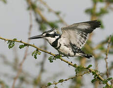 Martin-pêcheur pie