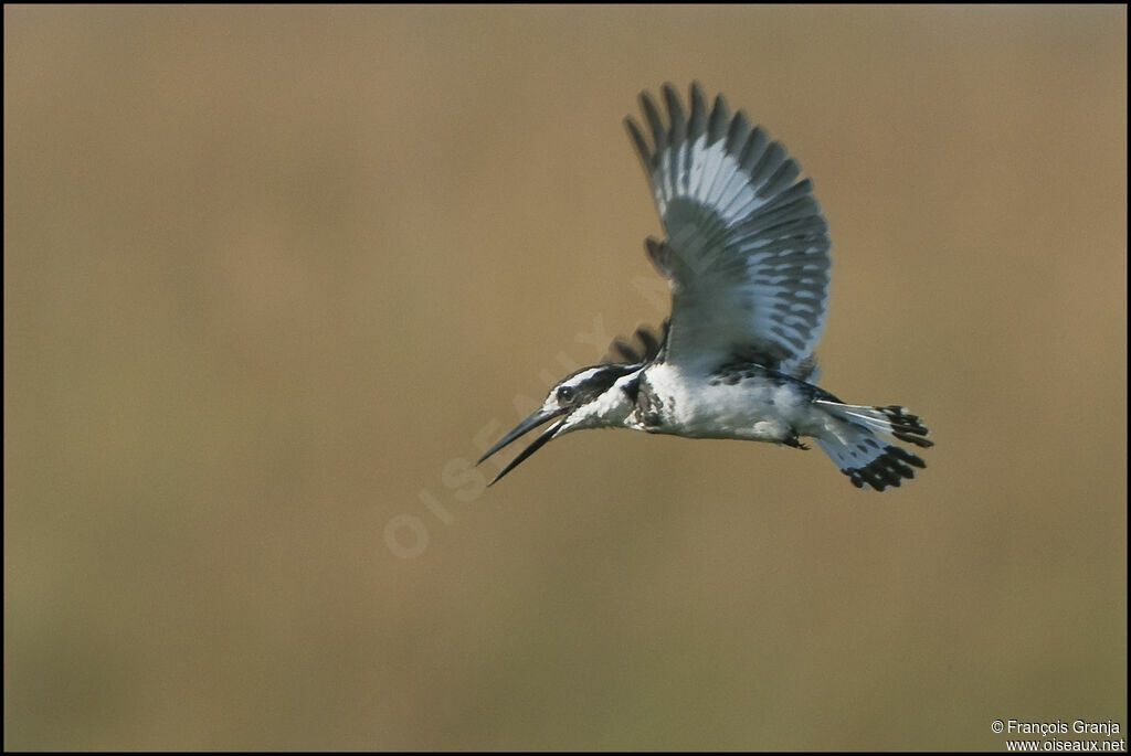 Pied Kingfisher