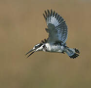 Pied Kingfisher