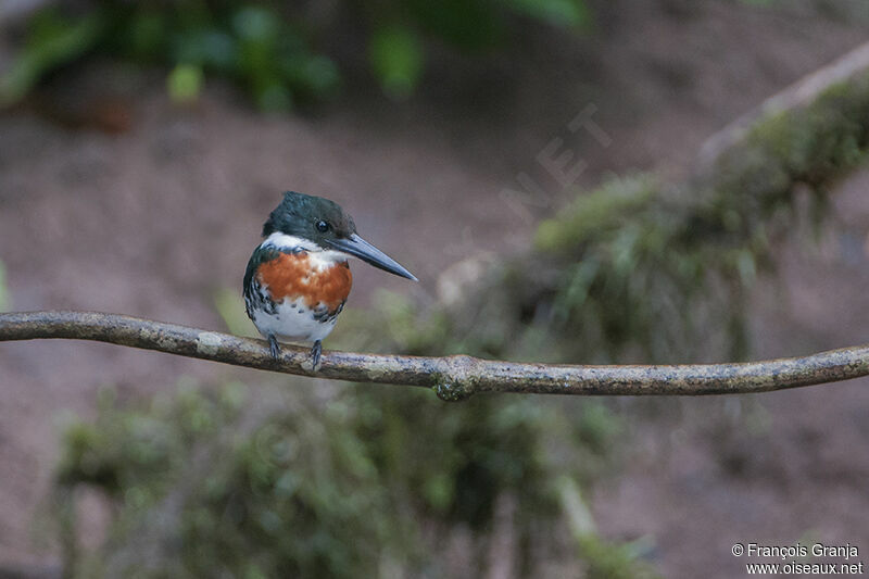 Green Kingfisher male adult