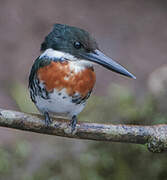 Green Kingfisher