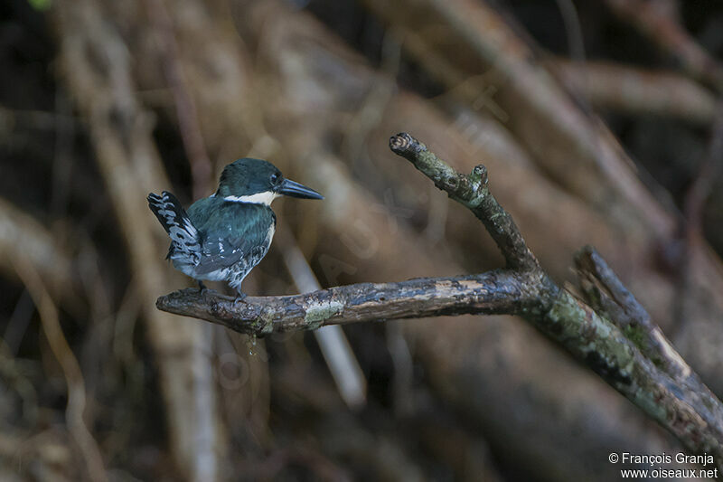 Green Kingfisher female adult