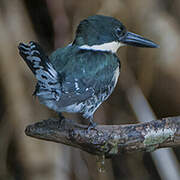 Green Kingfisher