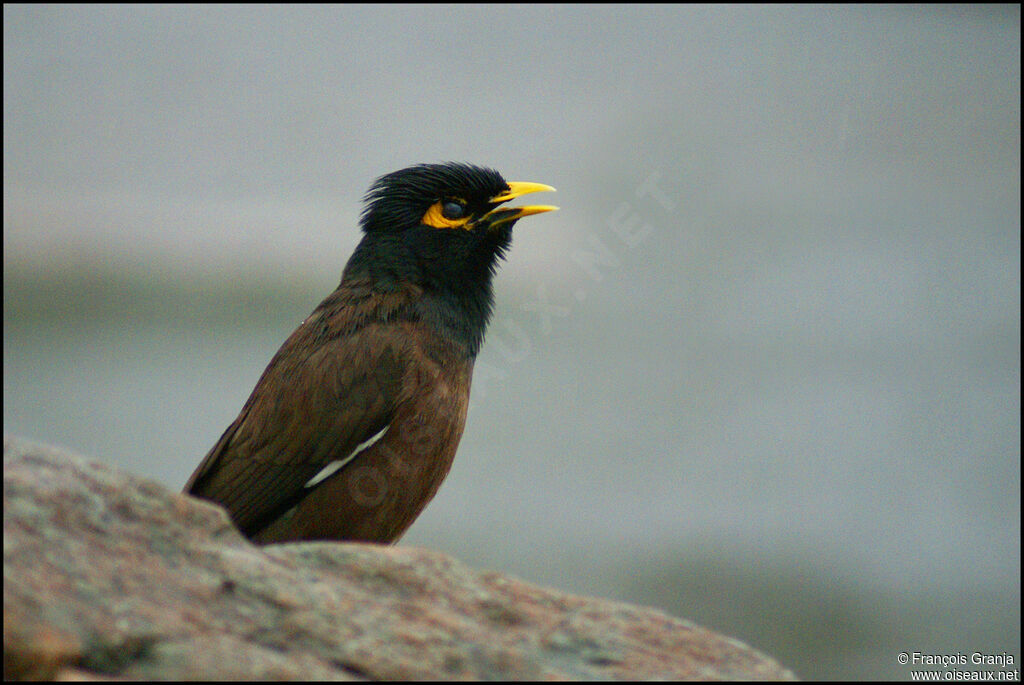 Common Myna