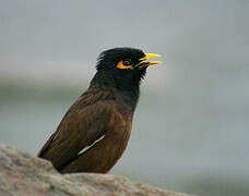 Common Myna