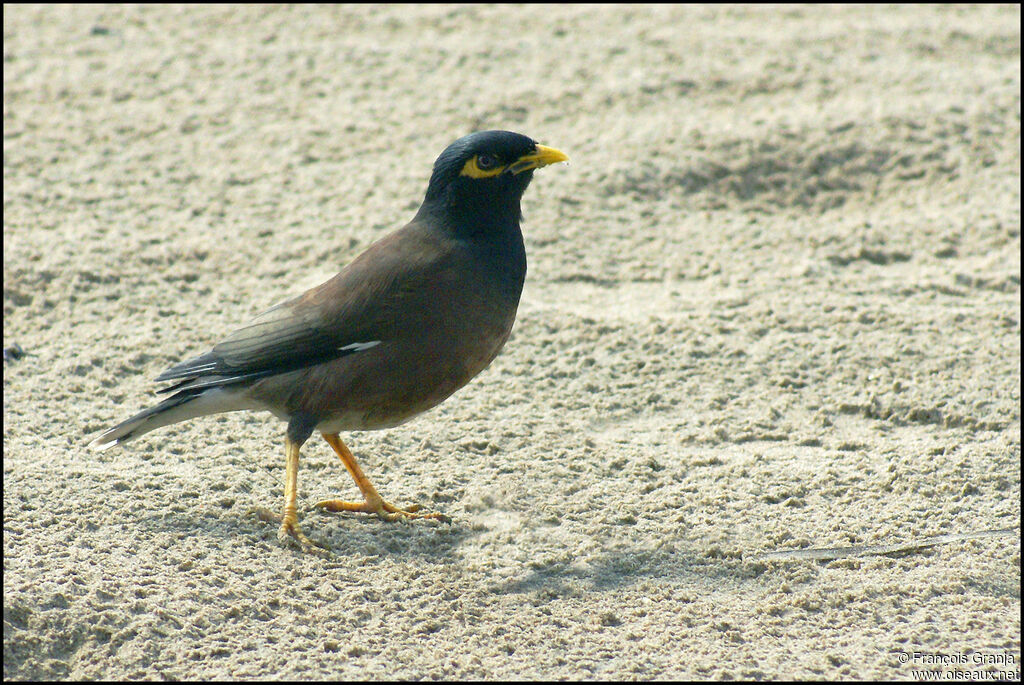 Common Myna