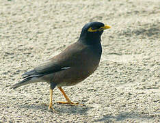 Common Myna