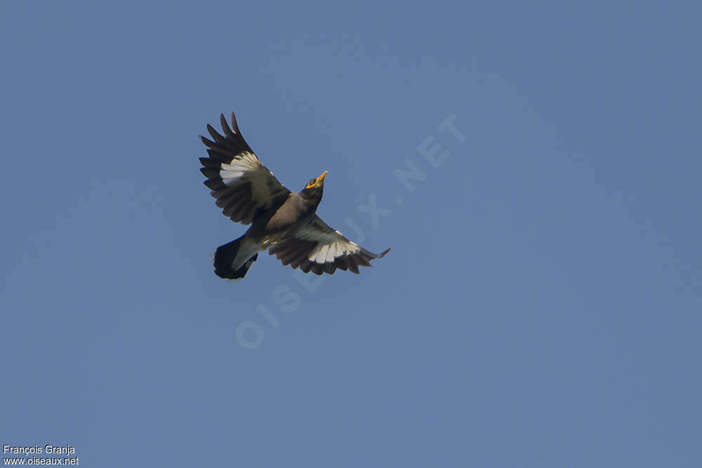 Common Mynaadult, Flight