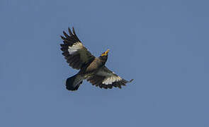 Common Myna