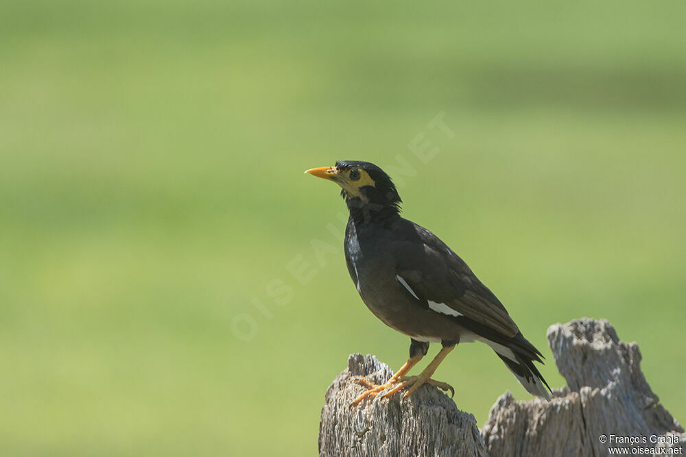 Common Myna