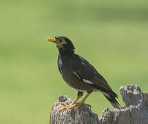 Common Myna