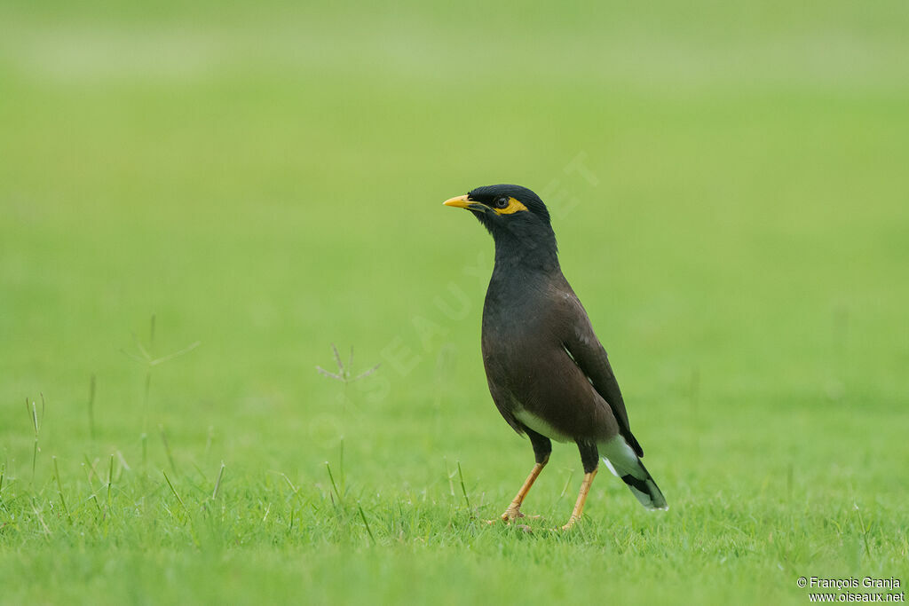 Common Myna