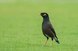 Common Myna