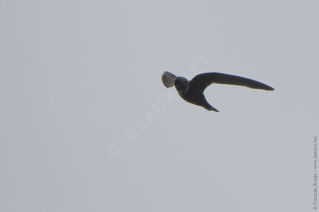 White-collared Swift