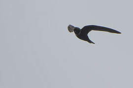 White-collared Swift