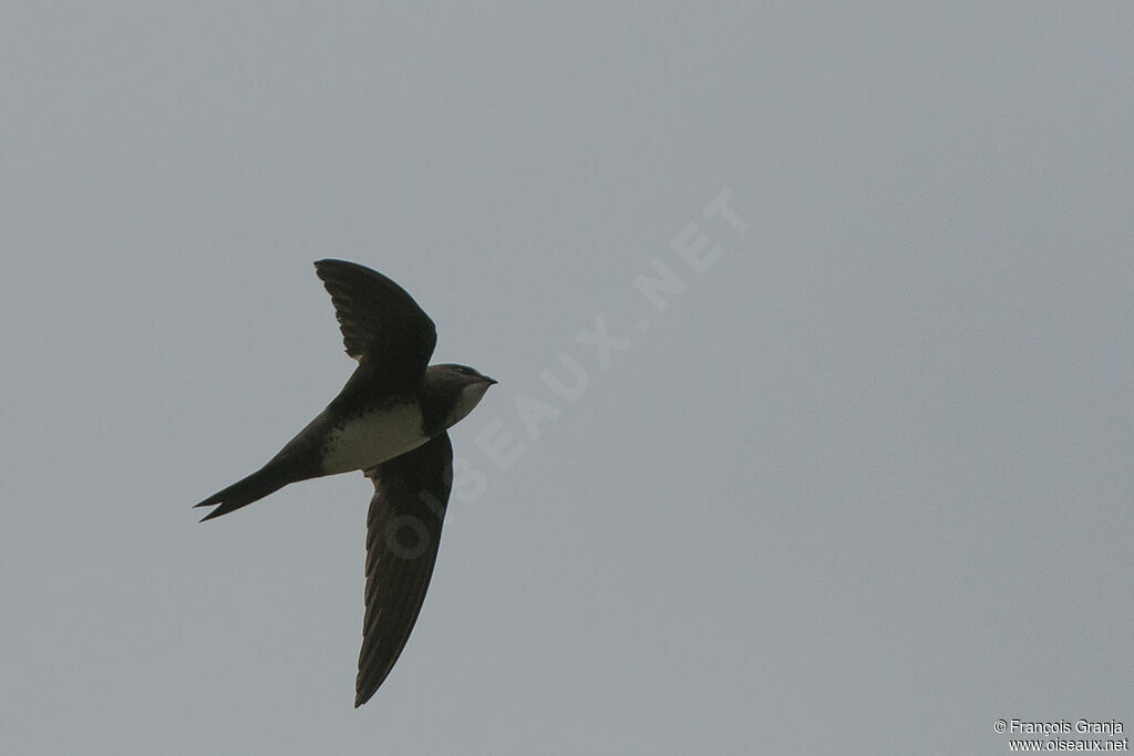 Alpine Swiftadult