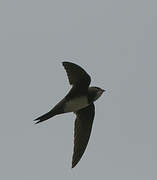 Alpine Swift