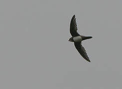 Alpine Swift